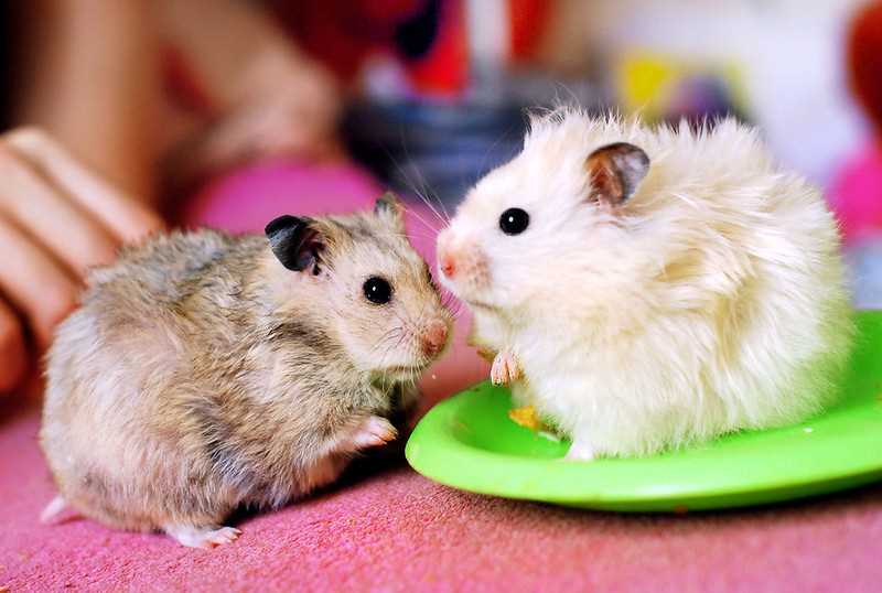 Hamsters For Sale In India