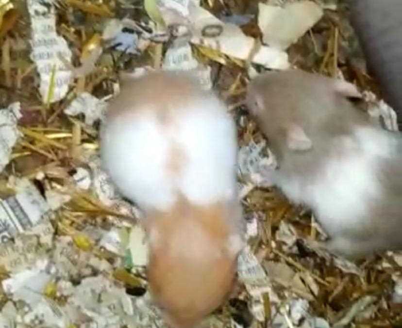 Hamsters For Sale In India