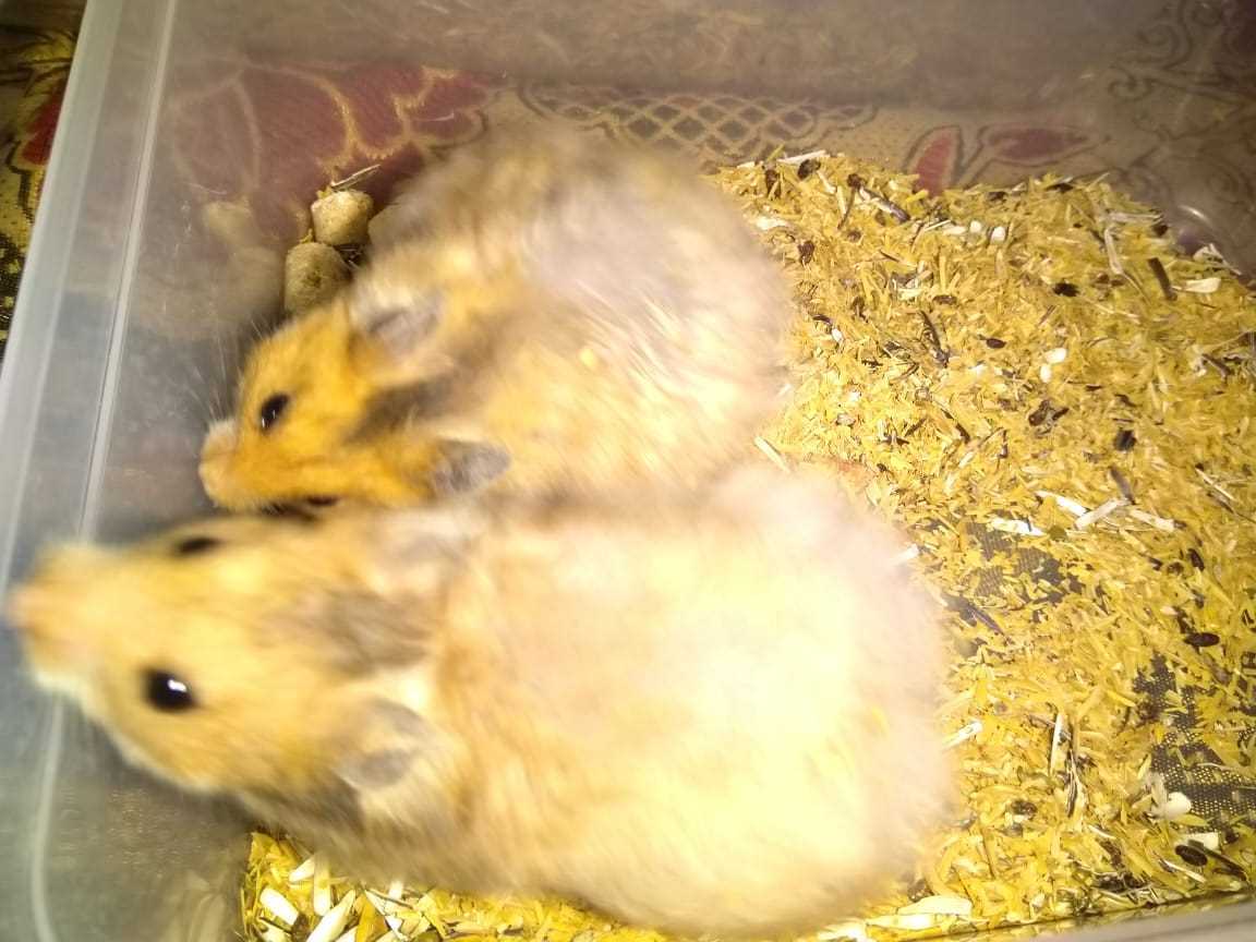 Hamsters For Sale In India