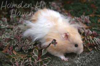Hamsters For Sale In India