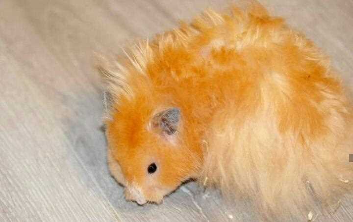 Hamsters For Sale In India