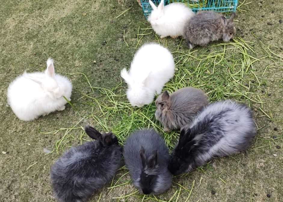 Bunnies For Sale In India