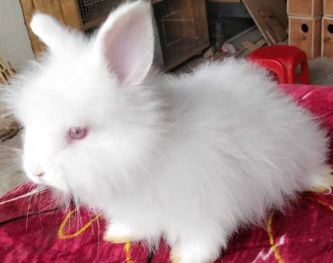Bunnies For Sale In India