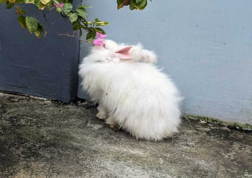 Bunnies For Sale In India