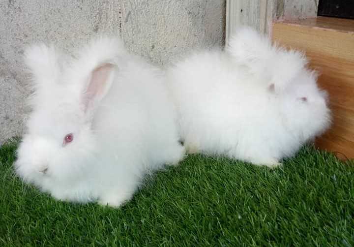 Bunnies For Sale In India