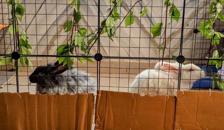 Bunnies For Sale In India