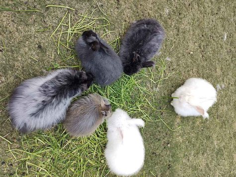 Bunnies For Sale In India