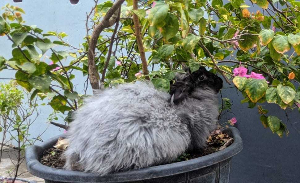 Bunnies For Sale In India