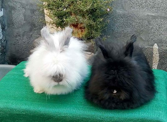 Bunnies For Sale In India
