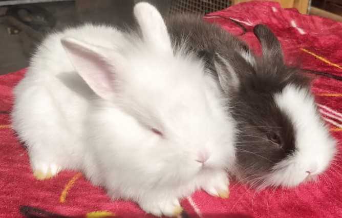 Bunnies For Sale In India