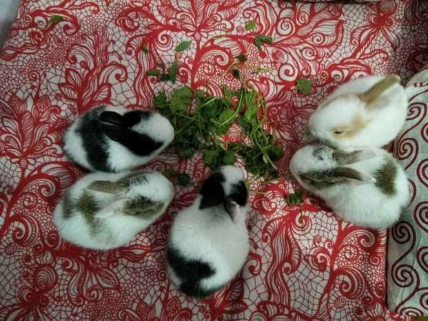 Rabbits For Sale In India