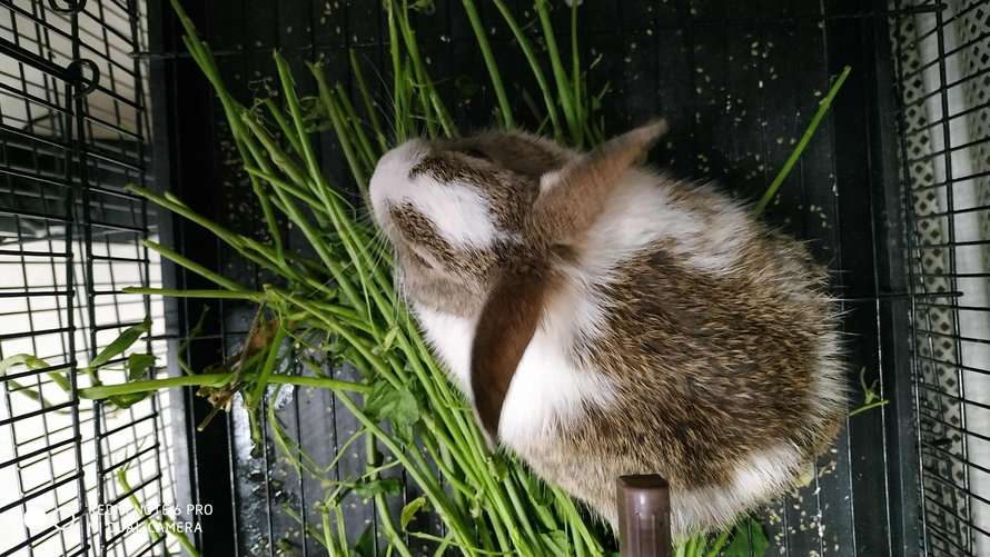 Rabbits For Sale In India