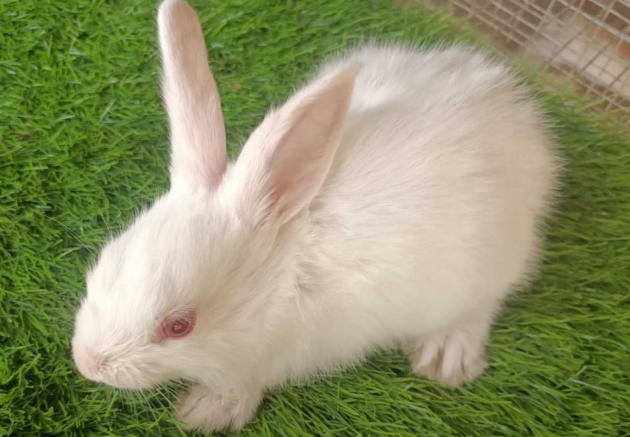 Rabbits For Sale In India