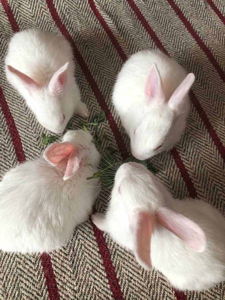 Rabbits For Sale In India