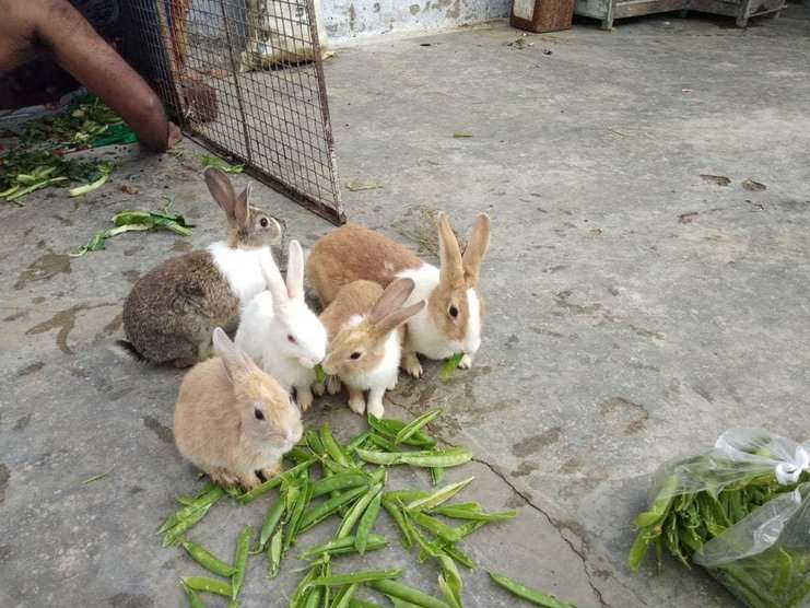 Rabbits For Sale In India