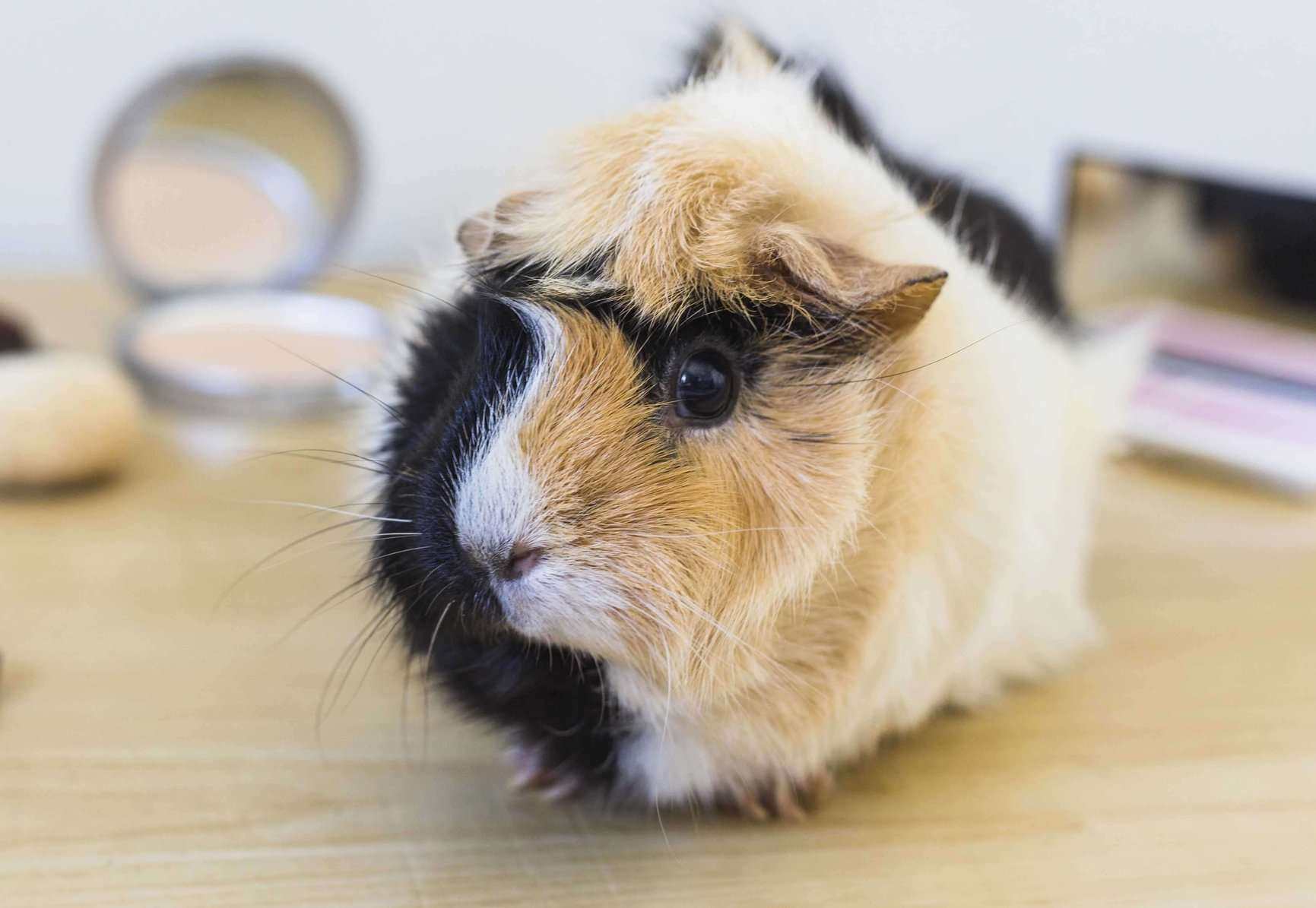Guinea Pigs For Sale In India