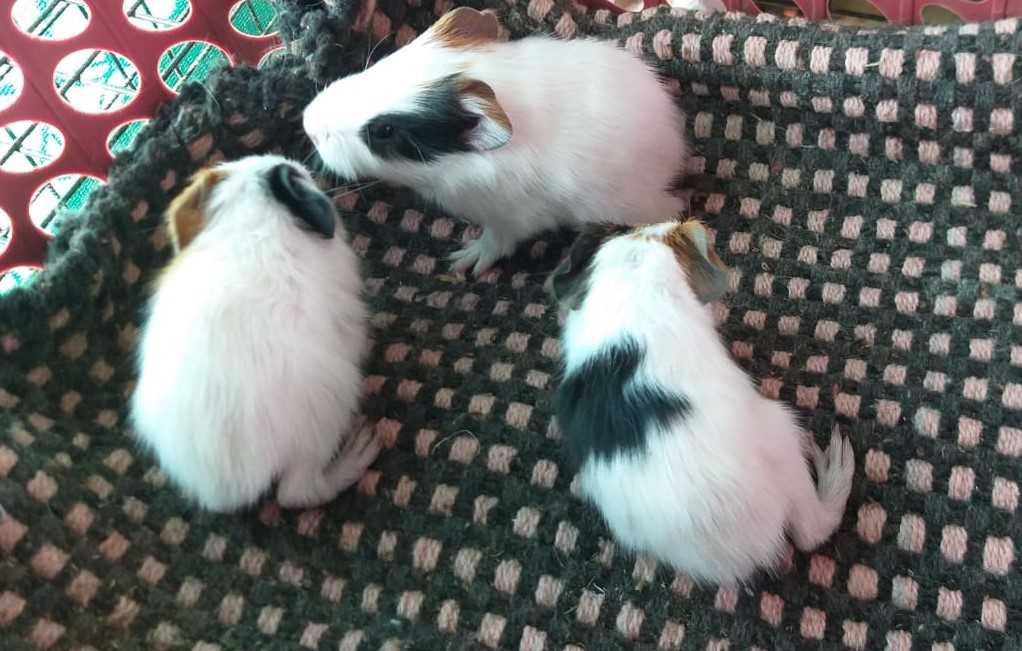 Guinea Pigs For Sale In India