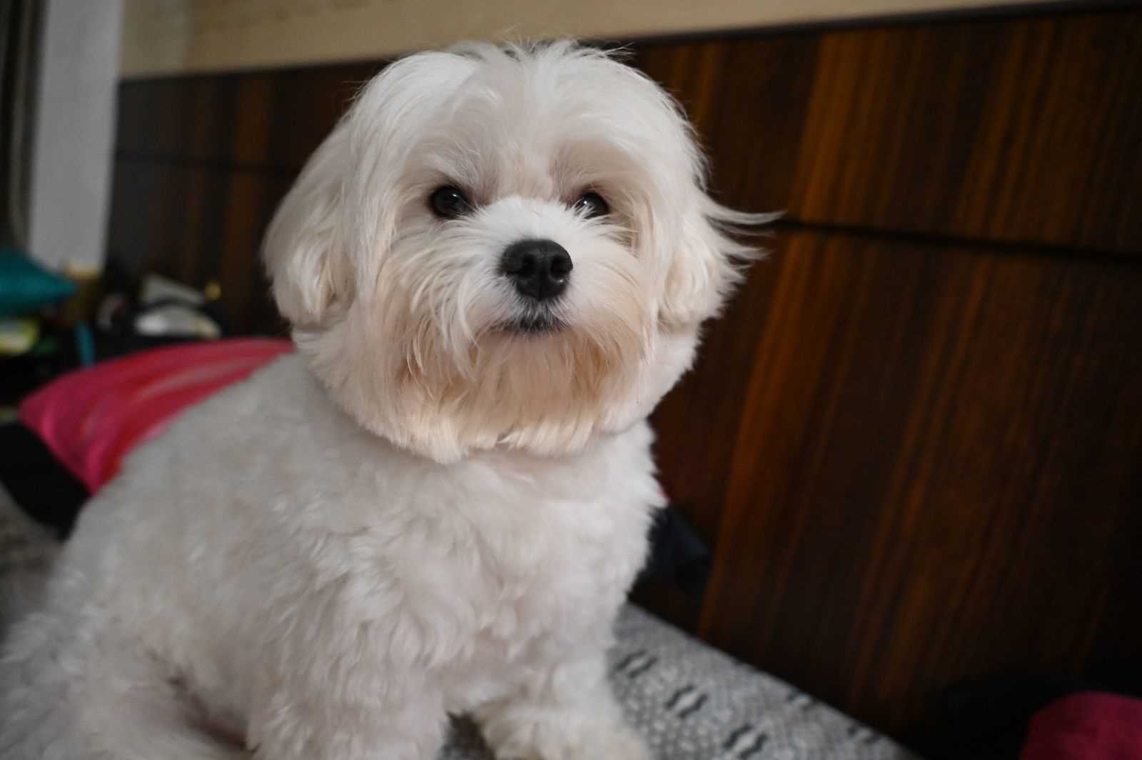 Maltese Dogs For Mating In Mumbai