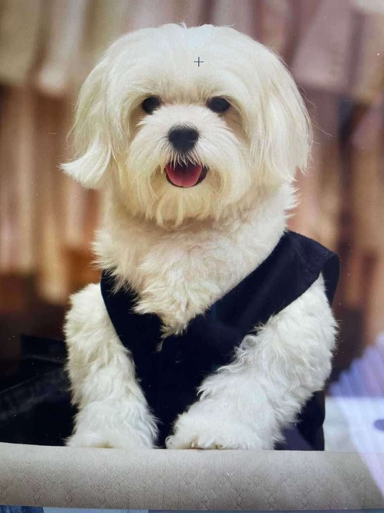 Maltese Dogs For Mating In Mumbai