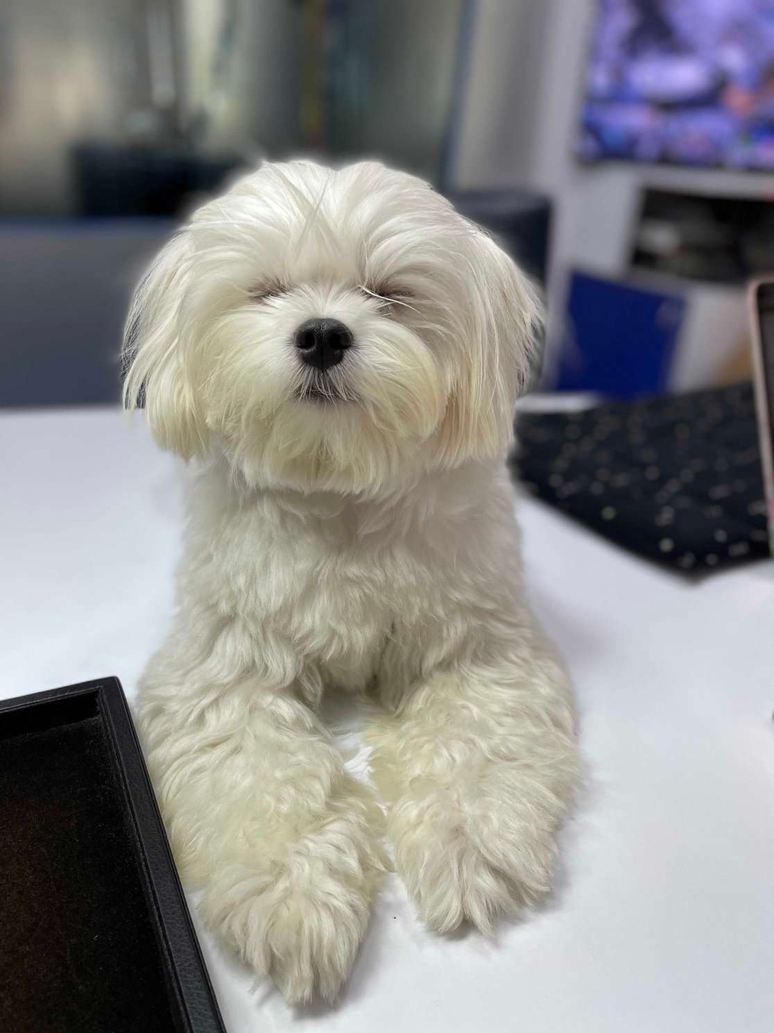 Maltese Dogs For Mating In Mumbai
