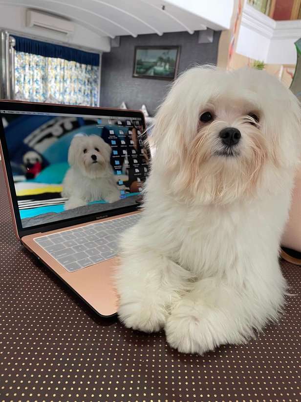 Maltese Dogs For Mating In Mumbai