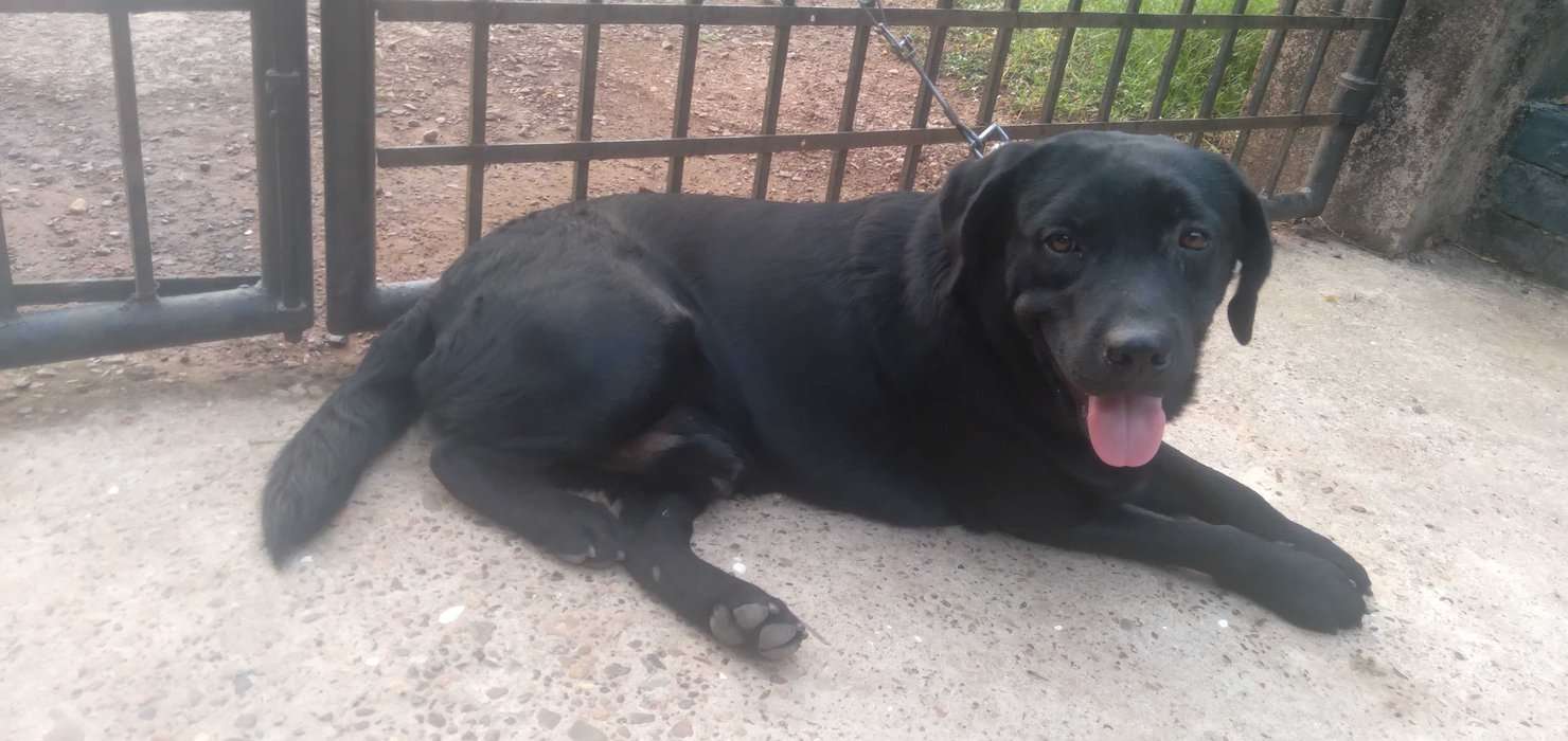 Labrador Retriever Dogs For Mating In Margao