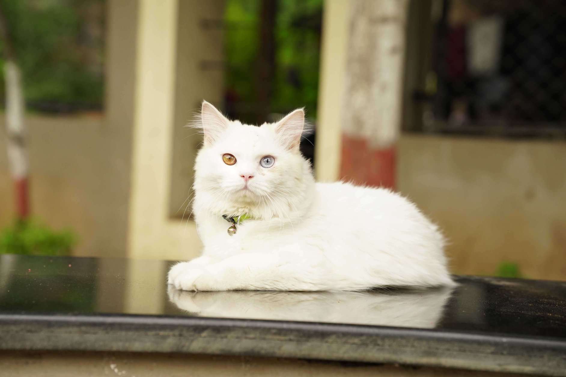 Persian Dogs For Mating In Pune
