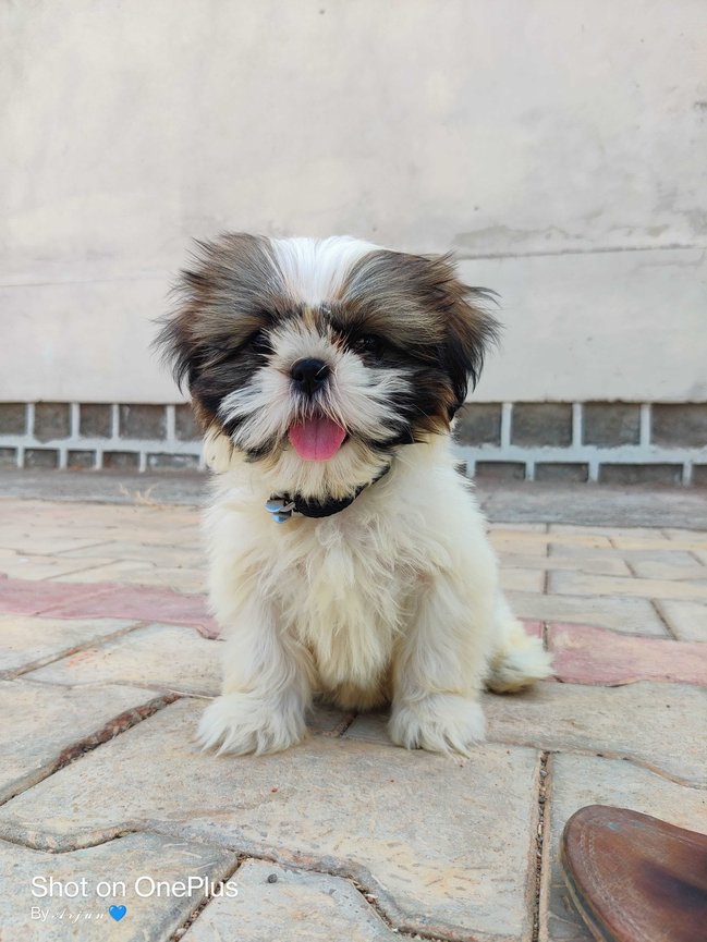 Shih Tzu For Sale In Gadag Betigeri