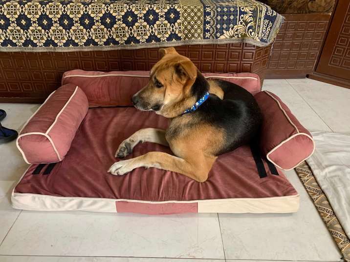 Indian Breed For Adoption In Bhopal