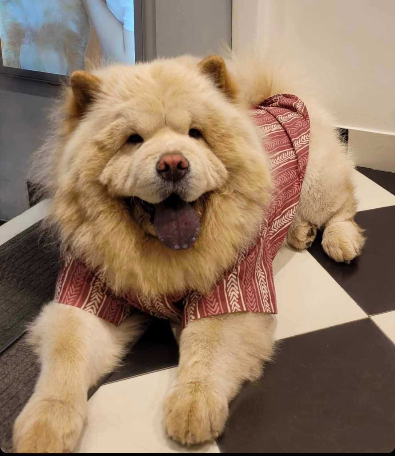 Chow Chow Dogs For Mating In Delhi