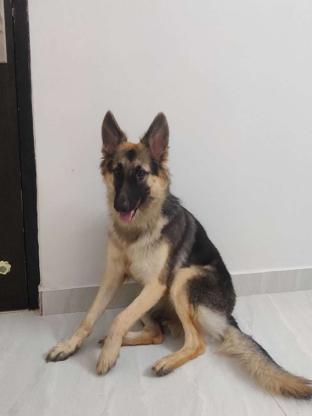 German Shepherd For Sale In Raipur