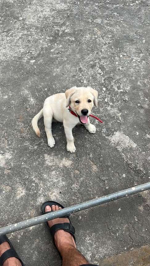 Labrador Retriever For Sale In Secunderabad