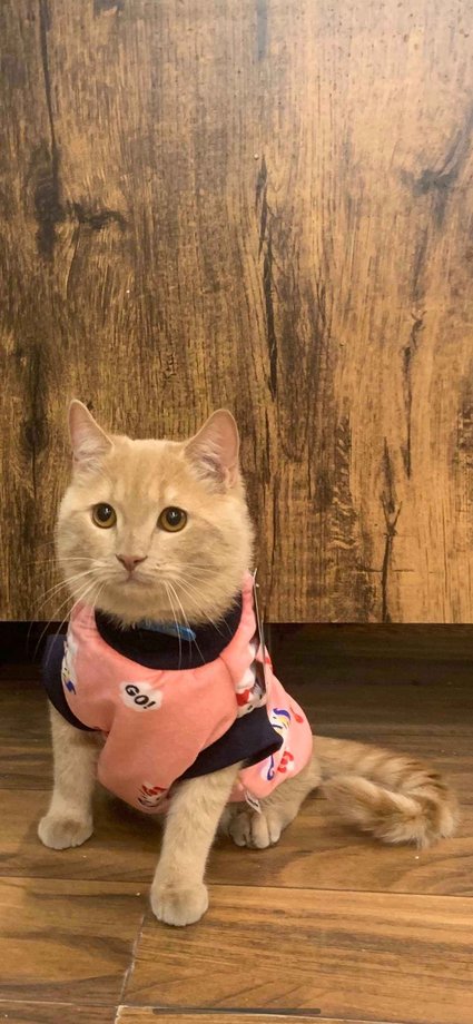 British Shorthair Dogs For Mating In Delhi