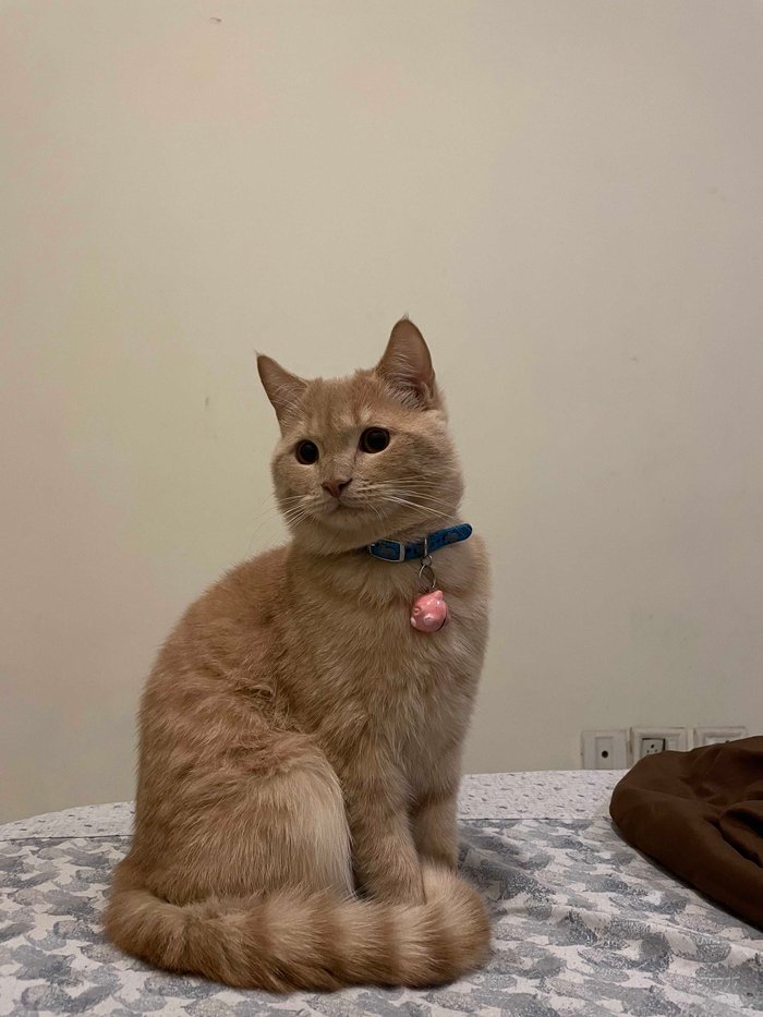 British Shorthair Dogs For Mating In Delhi