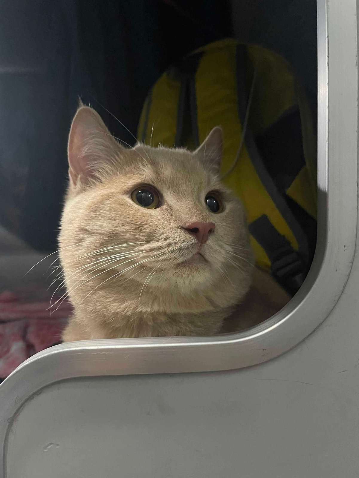 British Shorthair Dogs For Mating In Delhi