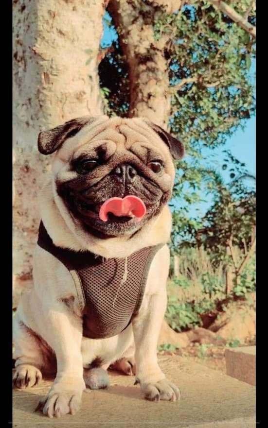 Pug Dogs For Mating In Bangalore