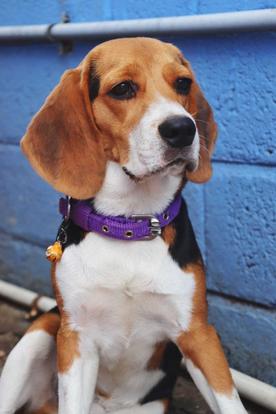 Beagle For Sale In Coimbatore