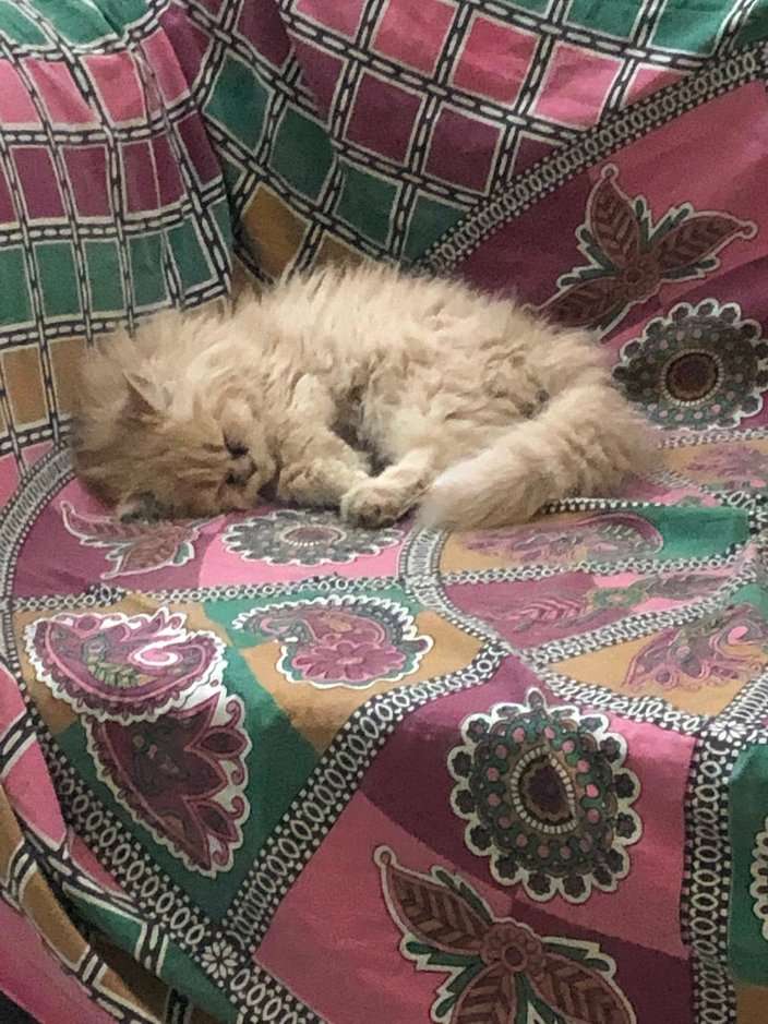 Persian For Sale In Allahabad