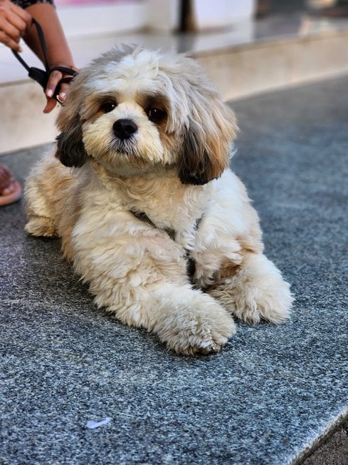 Shih Tzu Dogs For Mating In Bangalore