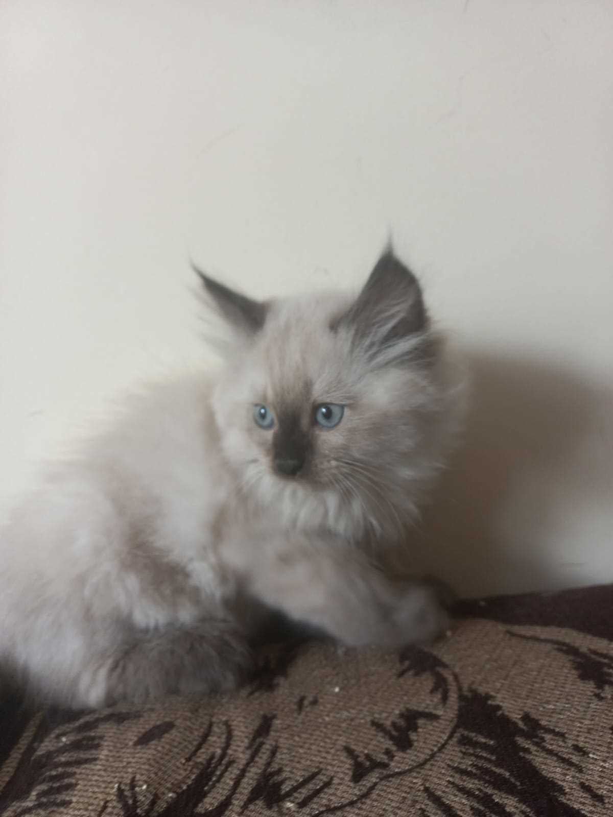 Persian For Sale In Faridabad
