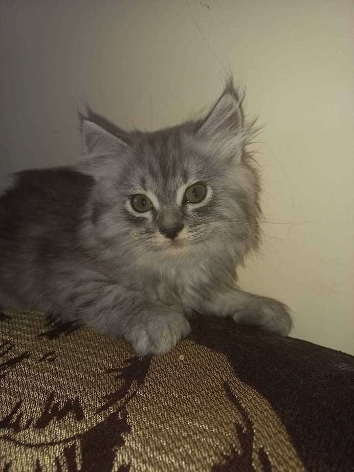 Himalayan For Sale In Faridabad