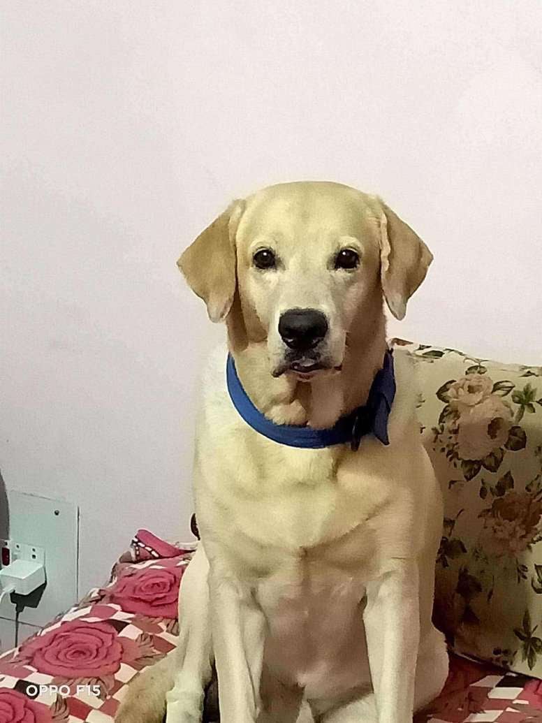 Labrador Retriever Dogs For Mating In Bhubaneswar
