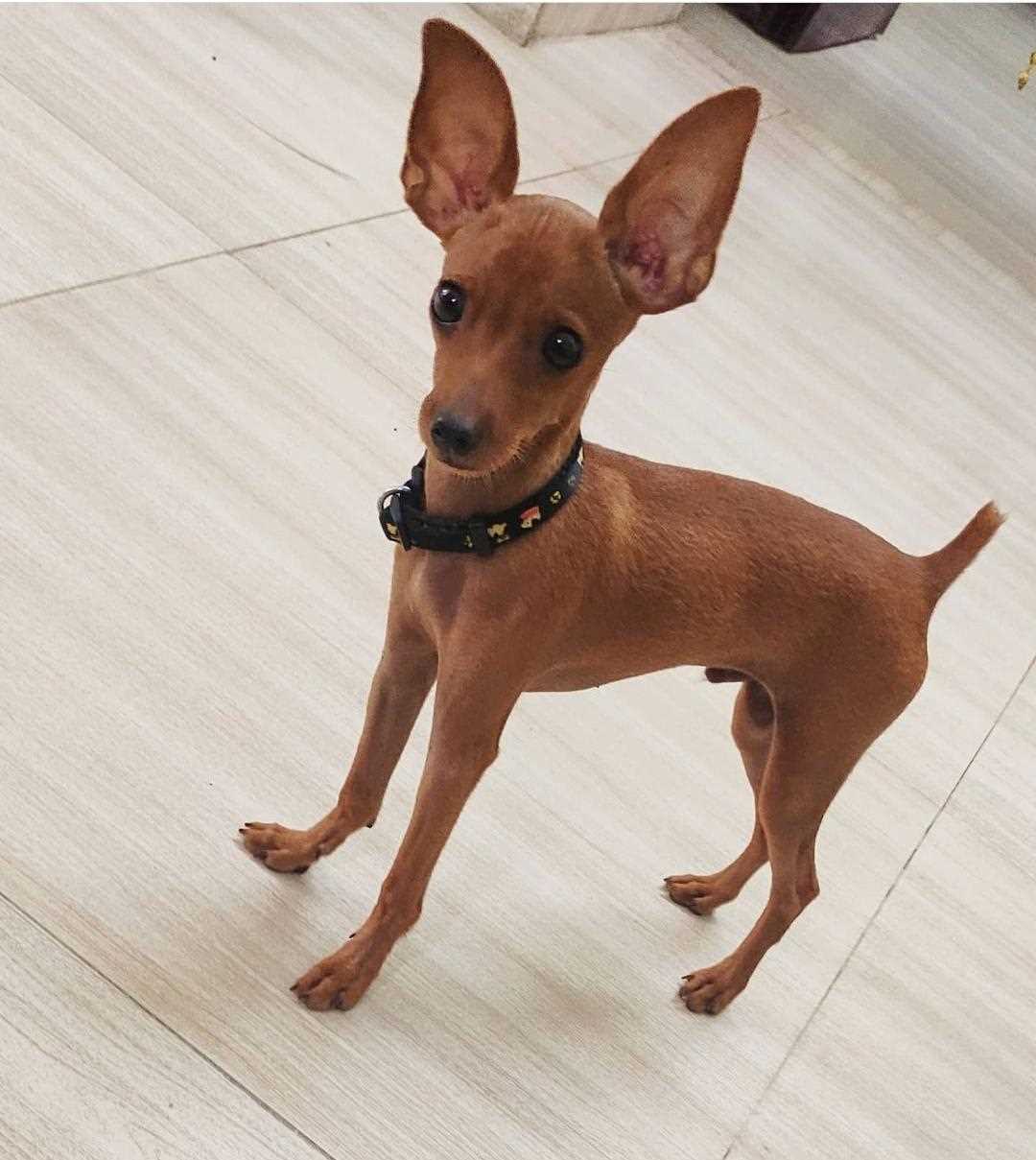 Miniature Pinscher Dogs For Mating In Anantapur