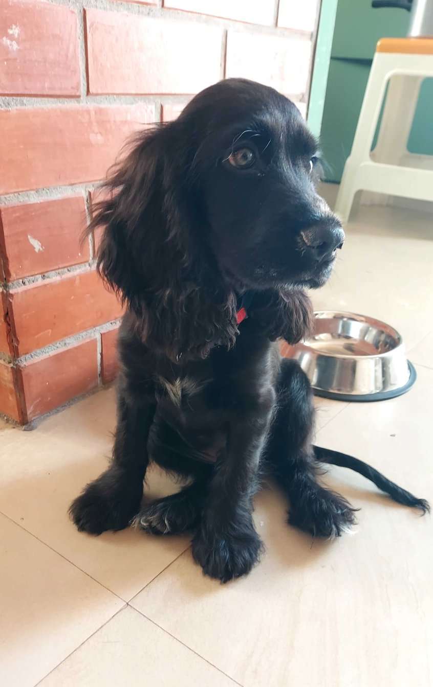 Cocker Spaniel For Sale In Hyderabad