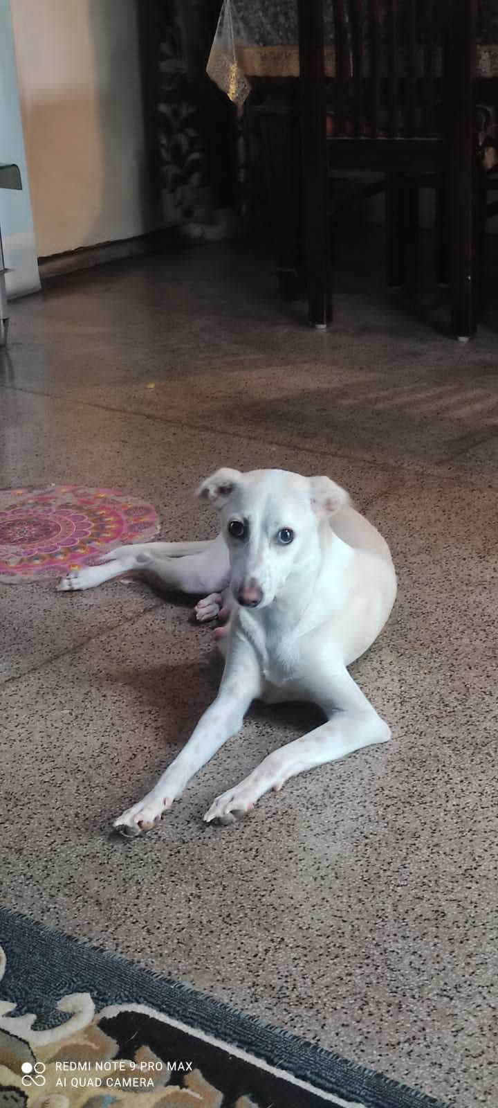 Indian Breed For Adoption In Bokaro Steel