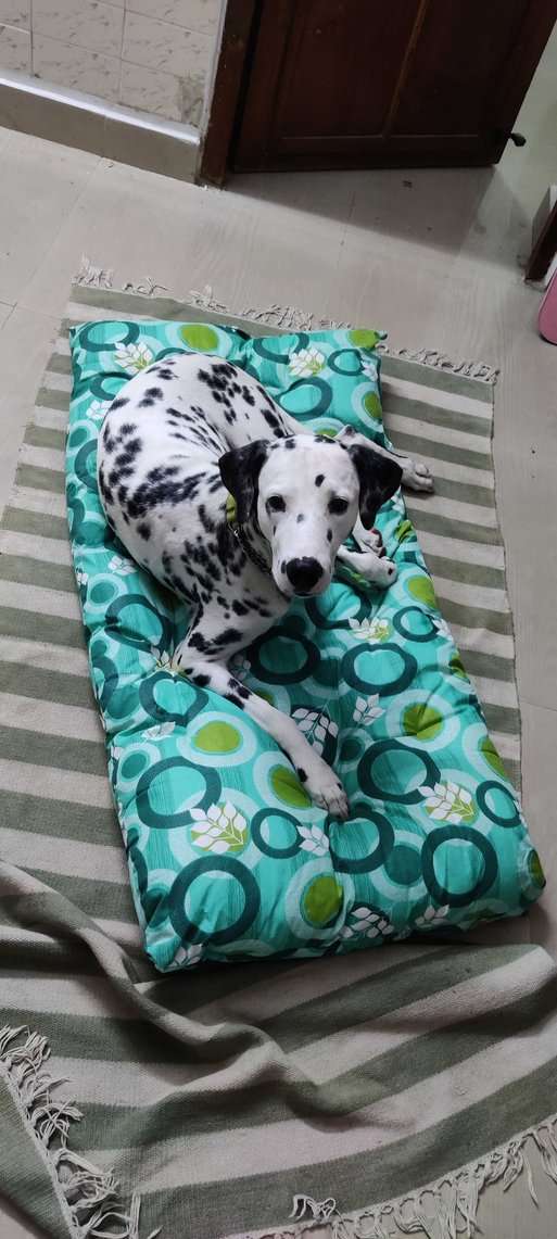 Dalmatian Dogs For Mating In Chennai