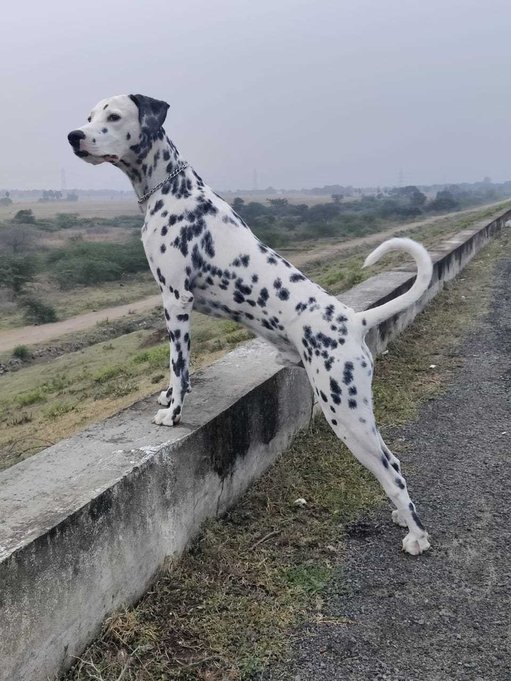 Dalmatian Dogs For Mating In Chennai