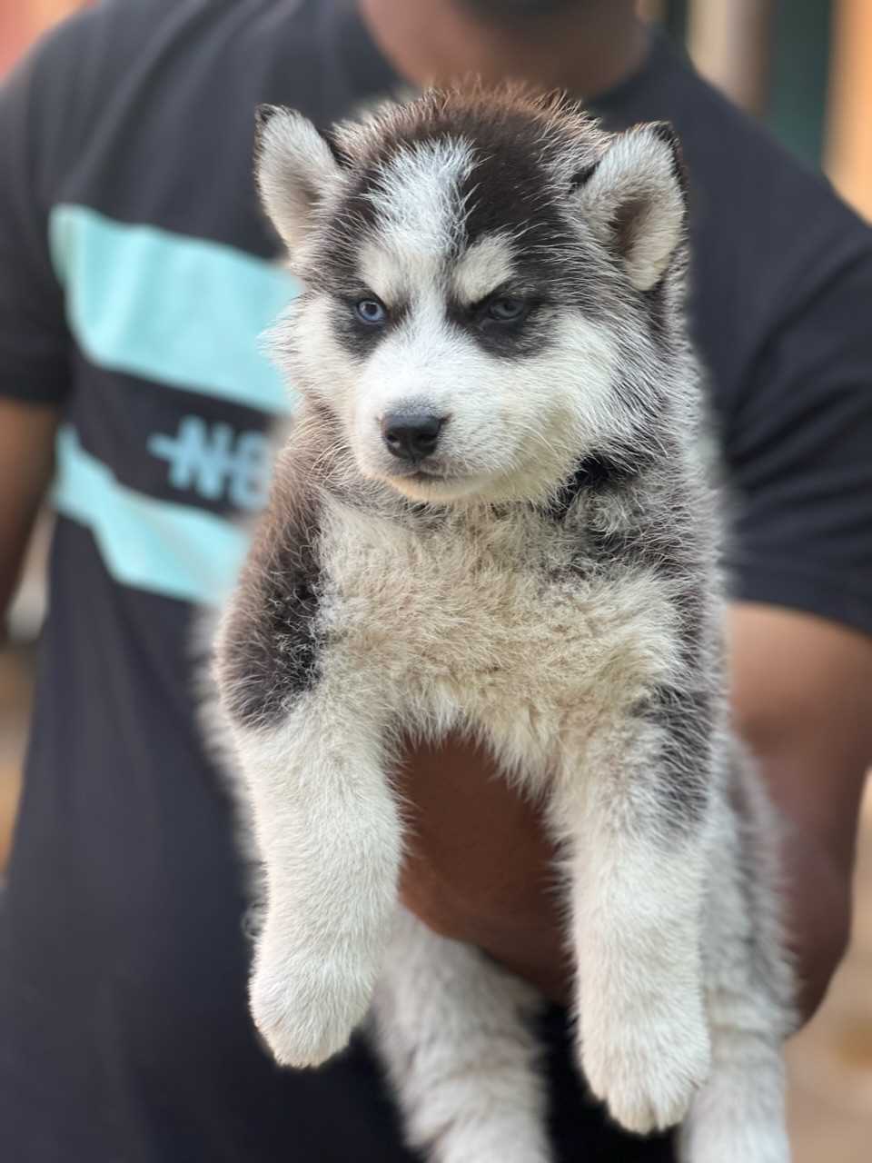 Siberian Husky For Sale In Panvel