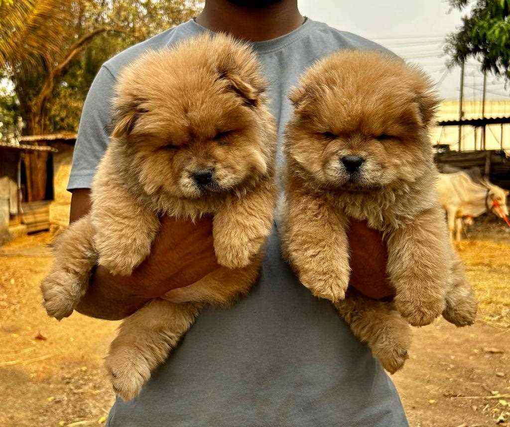 Chow Chow For Sale In Panvel