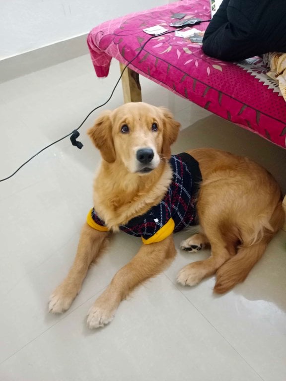 Golden Retriever Dogs For Mating In Kolkata